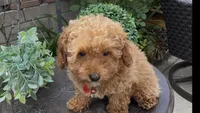 tiny Red girl bichpoo  Mother's day sale!, a female Poodle - Toy  and Bichpoo for sale in San Diego, CA – Photo 3 of 9