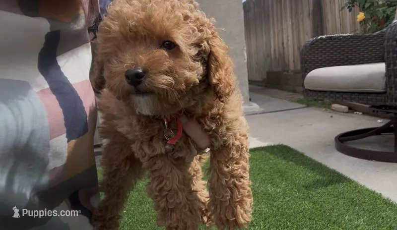 tiny Red girl bichpoo  Mother's day sale! – Poodle - Toy , Bichpoo puppy for sale in San Diego, CA