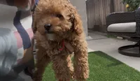tiny Red girl bichpoo  Mother's day sale!, a female Poodle - Toy  and Bichpoo for sale in San Diego, CA – Photo 1 of 9