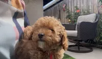 tiny Red girl bichpoo  Mother's day sale!, a female Poodle - Toy  and Bichpoo for sale in San Diego, CA – Photo 5 of 9