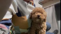 tiny Red girl bichpoo  Mother's day sale!, a female Poodle - Toy  and Bichpoo for sale in San Diego, CA – Photo 7 of 9