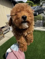 tiny Red girl bichpoo  Mother's day sale!, a female Poodle - Toy  and Bichpoo for sale in San Diego, CA – Photo 9 of 9