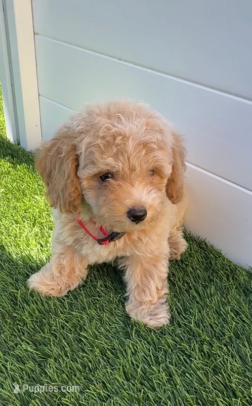 Angel ❤️ Adorable doodle Puppy | Designer Companion – Poodle - Toy  puppy for sale in San Diego, CA