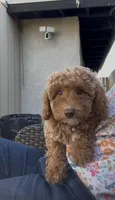baby rose ready to go home , a female Poodle - Toy  and Bichpoo for sale in San Diego, CA – 2 of 5