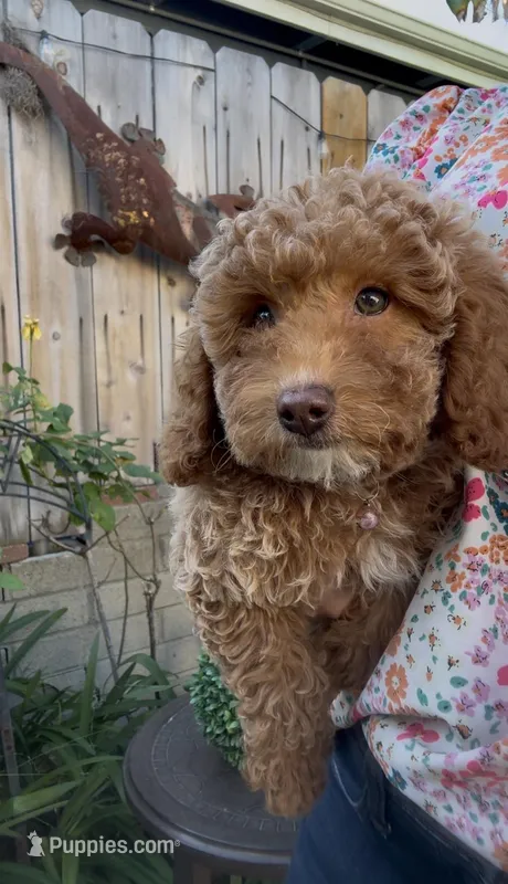 baby rose ready to go home  – Poodle - Toy , Bichpoo puppy for sale in San Diego, CA