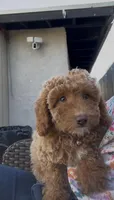 baby rose ready to go home , a female Poodle - Toy  and Bichpoo for sale in San Diego, CA – 3 of 5