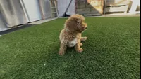 baby rose ready to go home , a female Poodle - Toy  and Bichpoo for sale in San Diego, CA – 5 of 5