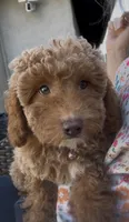 baby rose ready to go home , a female Poodle - Toy  and Bichpoo for sale in San Diego, CA – 4 of 5