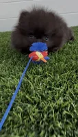Gusto AKC tiny baby boy, a male Pomeranian for sale in San Diego, CA – 6 of 7
