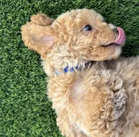 Miko 💙 Adorable Puppy | ready to go home now, a male Bichpoo for sale in San Diego, CA – 9 of 10
