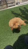 Red bichpoo, a female Poodle - Miniature  for sale in San Diego, CA – 6 of 9