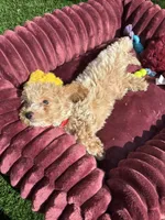 Angel ❤️ Adorable doodle Puppy Ready to go home now , a male Poodle - Toy  for sale in San Diego, CA – 4 of 10