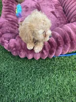 Daisy ready to go home NOW!, a female Poodle - Toy  for sale in San Diego, CA – 3 of 10