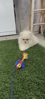 AKC baby girl, the sweetest one DNA tested, a female Pomeranian for sale in San Diego, CA – 3 of 9