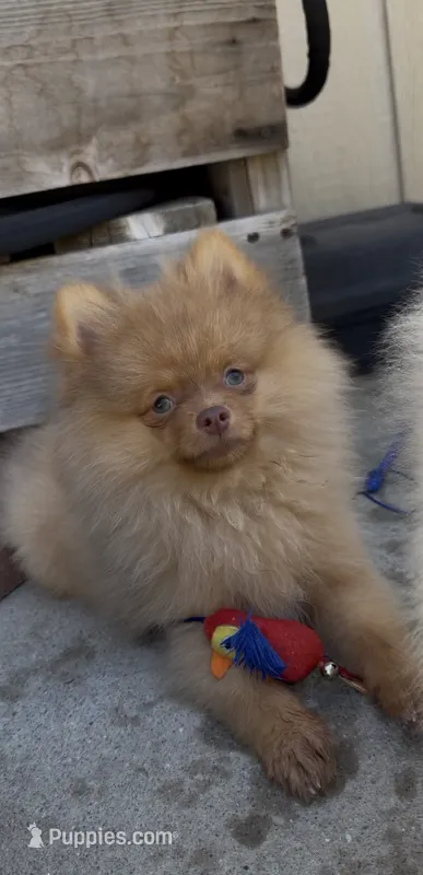 chocolate Hazel,DNA tested, ready to go home now – Pomeranian puppy for sale in San Diego, CA