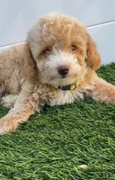 Happy 💛 Adorable Bichpoo Puppy | Designer Companion, a male Poodle - Toy  and Bichpoo for sale in San Diego, CA – 2 of 10