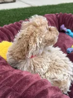 Angel ❤️ Adorable doodle Puppy Ready to go home now , a male Poodle - Toy  for sale in San Diego, CA – 7 of 10