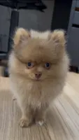 Rare Embark DNA Tested Chocolate Sable Merle Female Pomeranian, a female Pomeranian for sale in San Diego, CA – 5 of 9