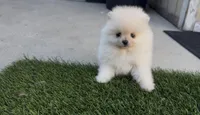 Baby girl Pomeranian, a female Pomeranian for sale in San Diego, CA – Photo 4 of 10
