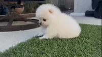 Baby girl Pomeranian, a female Pomeranian for sale in San Diego, CA – Photo 3 of 10