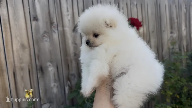 Baby girl Pomeranian – Pomeranian puppy for sale in San Diego, CA