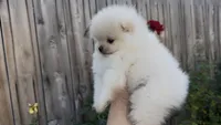 Baby girl Pomeranian, a female Pomeranian for sale in San Diego, CA – Photo 1 of 10