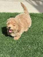 Miko 💙 Adorable Puppy | ready to go home now, a male Bichpoo for sale in San Diego, CA – 6 of 10