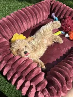 Angel ❤️ Adorable doodle Puppy Ready to go home now , a male Poodle - Toy  for sale in San Diego, CA – 8 of 10