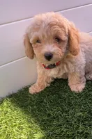 Angel ❤️ Adorable Bichpoo Puppy | Designer Companion, a male Poodle - Toy  and Bichpoo for sale in San Diego, CA – 7 of 10