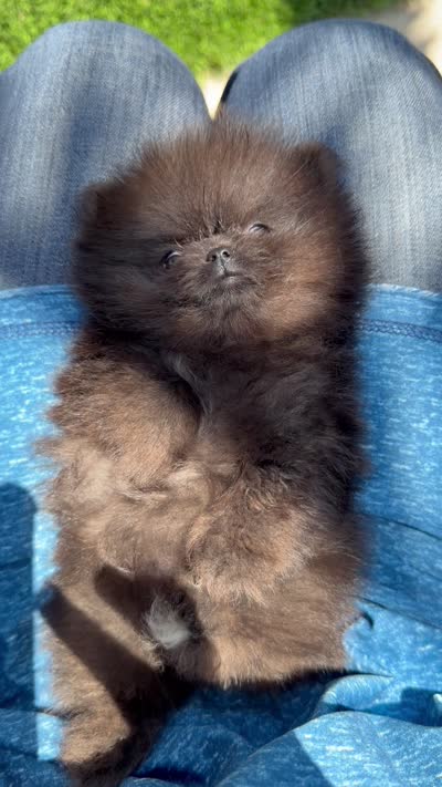 baby boy super tiny, a male Pomeranian for sale in San Diego, CA – 9 of 10