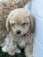 Lily P, a female Poodle - Toy  and Bichpoo for sale in San Diego, CA – 7 of 8