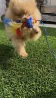 Unique Chocolate Merle girl DNA tested, a female Pomeranian for sale in San Diego, CA – 3 of 7