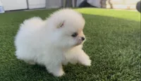  toy girl potty training , a female Pomeranian for sale in San Diego, CA – 6 of 8