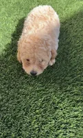 Thor LB  HB ready to go home NOW!, a male Poodle - Toy  and Bichpoo for sale in San Diego, CA – 8 of 8