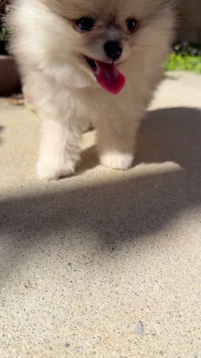 Blue eyes merle pomeranian boy , a male Pomeranian for sale in San Diego, CA – 2 of 10