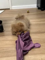 Hazel fluffy happy active puppy , a female Pomeranian for sale in San Diego, CA – 5 of 10