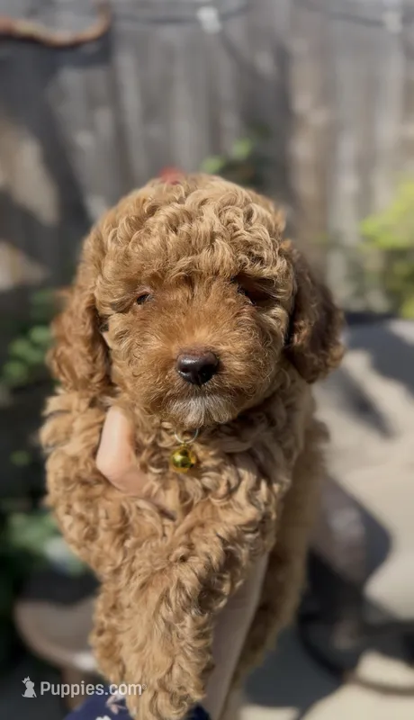AKC Sunny girl – Poodle - Toy , Poodle - Miniature  puppy for sale in San Diego, CA
