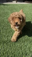 AKC Sunny girl, a female Poodle - Toy  and Poodle - Miniature  for sale in San Diego, CA – Photo 5 of 10