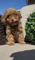 AKC Sunny girl, a female Poodle - Toy  and Poodle - Miniature  for sale in San Diego, CA – Photo 2 of 10