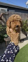 AKC Sunny girl, a female Poodle - Toy  and Poodle - Miniature  for sale in San Diego, CA – Photo 10 of 10