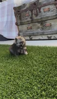 Tiny Wolfie, a male Pomeranian for sale in San Diego, CA – Photo 7 of 9