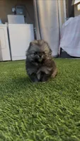 Tiny Wolfie, a male Pomeranian for sale in San Diego, CA – Photo 3 of 9