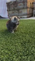 Tiny Wolfie, a male Pomeranian for sale in San Diego, CA – Photo 9 of 9