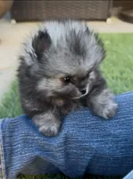 Tiny Wolfie, a male Pomeranian for sale in San Diego, CA – Photo 2 of 9