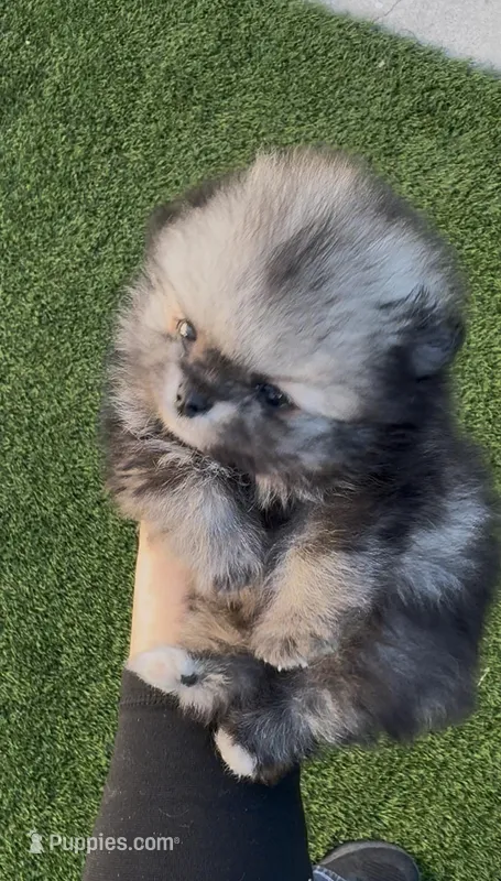 Tiny Wolfie – Pomeranian puppy for sale in San Diego, CA