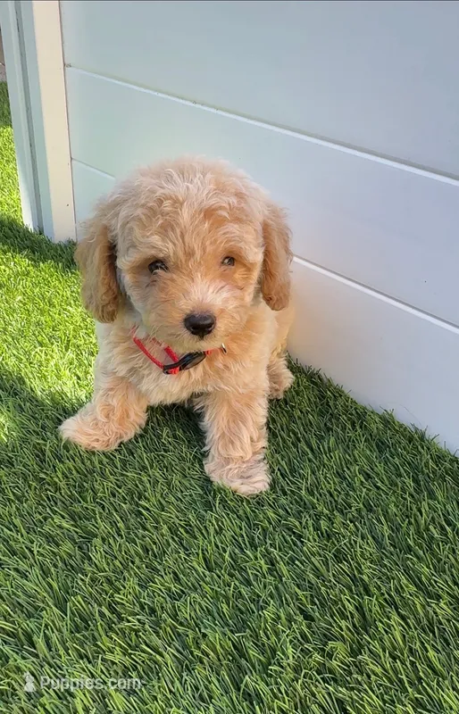 Angel ❤️ Adorable Bichpoo Puppy | Designer Companion – Poodle - Toy , Bichpoo puppy for sale in San Diego, CA