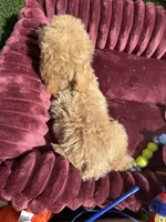 Champ baby boy, a male Poodle - Toy  and Bichpoo for sale in San Diego, CA – 4 of 10