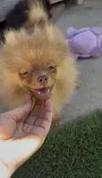 chocolate Hazel,DNA tested, ready to go home now, a female Pomeranian for sale in San Diego, CA – 5 of 9
