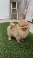 Unique Chocolate Merle girl DNA tested, a female Pomeranian for sale in San Diego, CA – 6 of 7