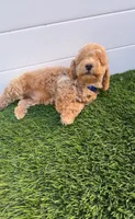 Miko 💙 Adorable Bichpoo Puppy | Designer dog, a male Poodle - Toy  and Bichpoo for sale in San Diego, CA – 6 of 10